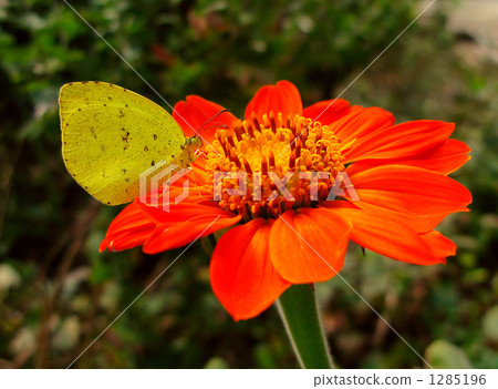 Ginza stopping on the flower of Titania 1285196