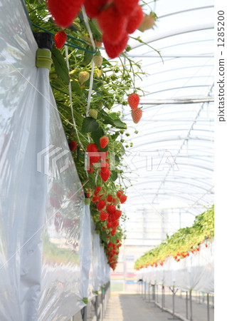 Strawberry picking 1285200