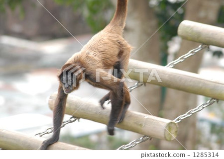 這個名字是Golden Tamarin！ 1285314