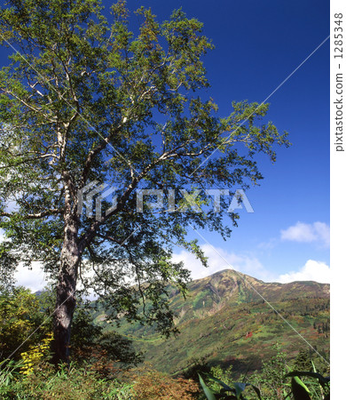 Huge mountain of Beech and Mt. 1285348
