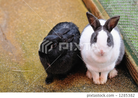 Rabbit's portrait 1285382