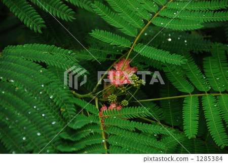 Together tree 1285384