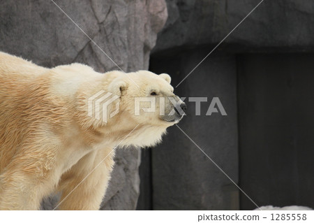 Polar Bear of Asahiyama Zoo, Asahikawa City, Hokkaido 1285558