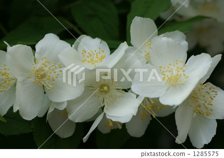 無核小蜜橘山梅花 花朵 花 1285575