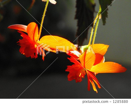 熱帶花卉燈塔秋海棠·Shucididae 06 熱帶花卉燈塔秋海棠·Shucididae 06 1285880
