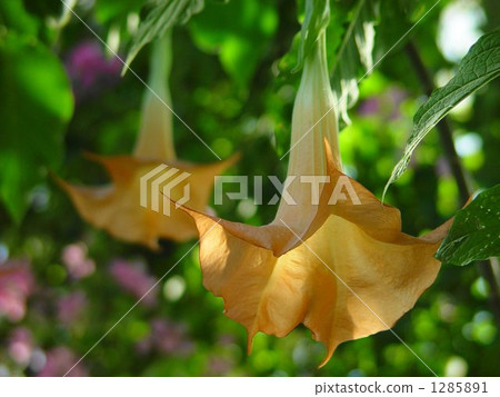 熱帶花卉牽牛花/茄科01 1285891