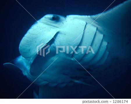 Manta's belly Manta's belly 1286174