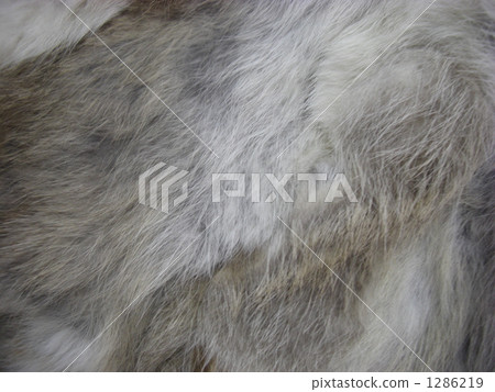 bunny, rabbit, pelage 1286219