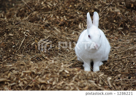 White Rabbit White Rabbit 1286221