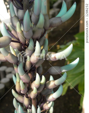 jade vine, tendril, vine 1286232