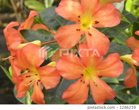 tropical rhododendron, botanic, botanical 1286239