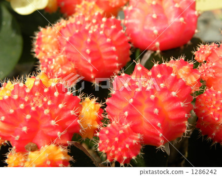 hibotan, cacti, vegetation 1286242