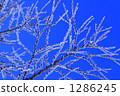 branch, tine, sky 1286245