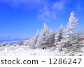 snow, snowy, tree 1286247