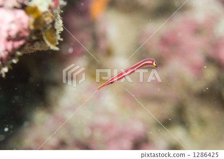 魚 一隻小動物 鹹水魚 1286425