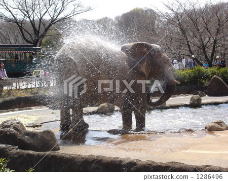 大象的水上游戲 1286496
