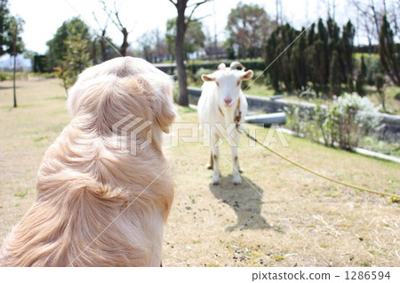 What is this guy. 1286594