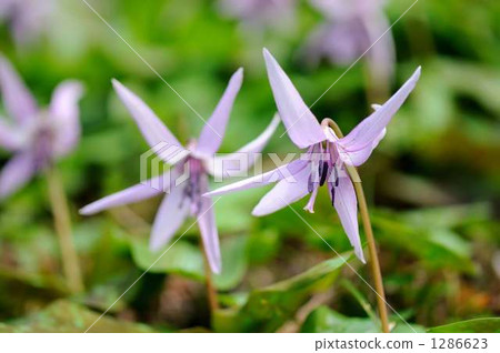 Spring Fairy 1286623