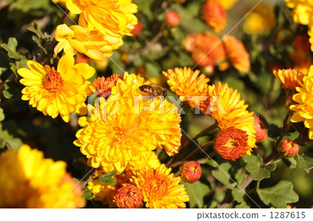 Safflower and honey bees 1287615