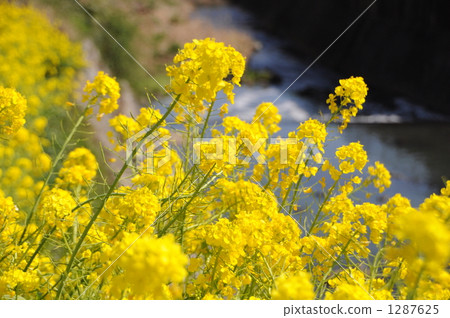 春天風景 春天風景 1287625