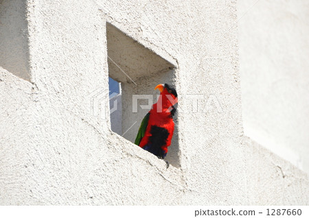 明亮的鸚鵡 明亮的鸚鵡 1287660