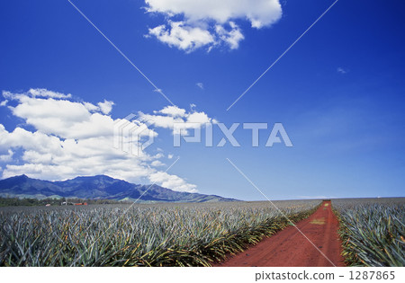 One road of a pineapple field 1287865