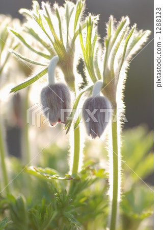 pasque flower, pulsatilla cernua, bud 1288128