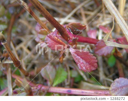 Iwadare Rouge的發芽使小花在夏天開花 1288272