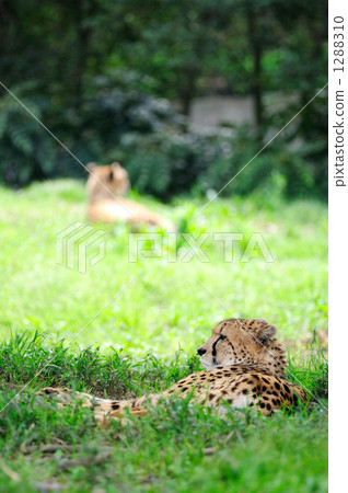  Cheetah 1288310