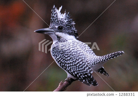 Yamazaki Yamazaki 1288331