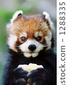 Lesser panda 1288335