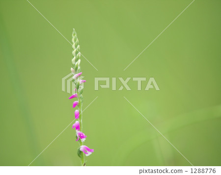 screw flower, botanic, botanical 1288776