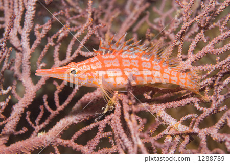 尖吻䱵 魚 一隻小動物 1288789