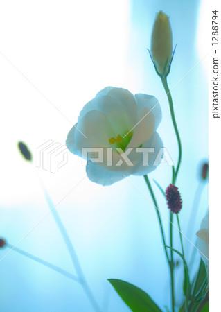 漂亮的土耳其粉 1288794