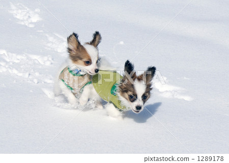 Puppy puppy to russel Puppy puppy to russel 1289178