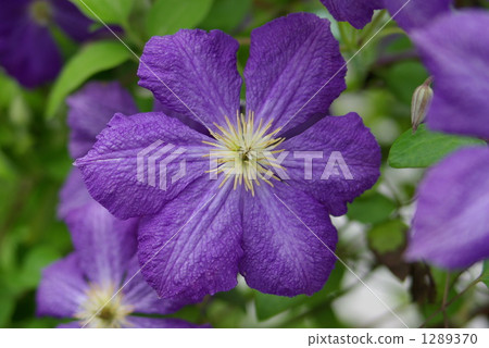 clematis, bloom, blossom 1289370