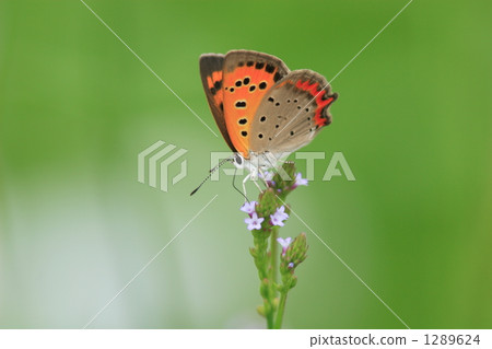 common copper, copper, lycaena phlaea 1289624