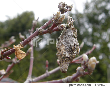 bagworm, insect, insects 1289628