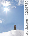 Snowy Mountain Rabbit 2 1289720