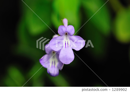 Musitris millet flower Musitris millet flower 1289902