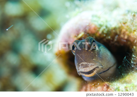 yaeyama blenny, pale-spotted combtooth-blenny, fish 1290043