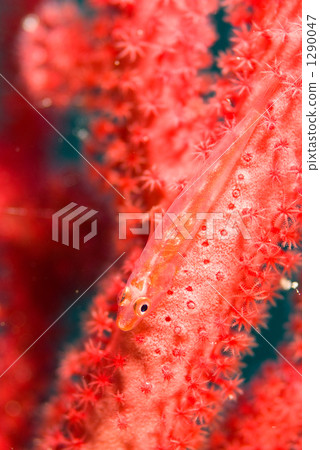 頦突珊瑚蝦虎魚 魚 一隻小動物 1290047