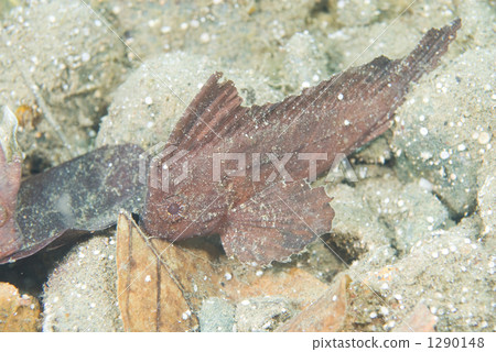魚 一隻小動物 鹹水魚 1290148