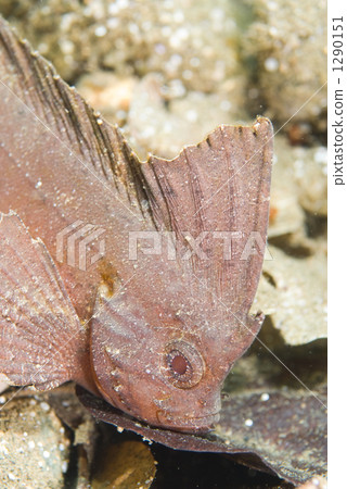 fish, fishes, one small animal 1290151