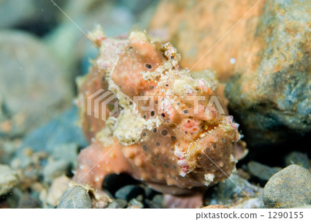 魚 襞魚 鹹水魚 1290155