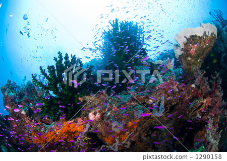 魚 伊豆 小組 1290158