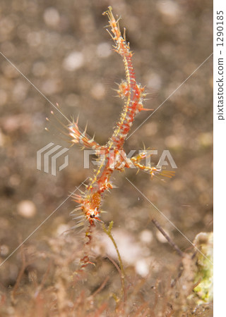 harlequin ghost pipefish, fish, fishes 1290185