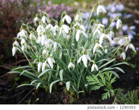 Snow Drop  1290365