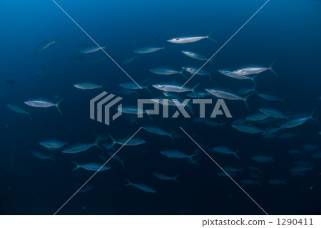 rainbow runner, fish, group 1290411