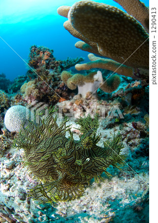 fish, fishes, one small animal 1290413